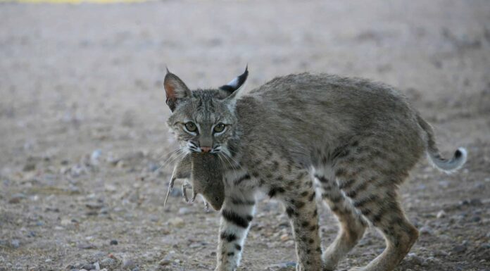 Guarda da vicino questo gatto selvatico che attacca un'esca di tacchino

