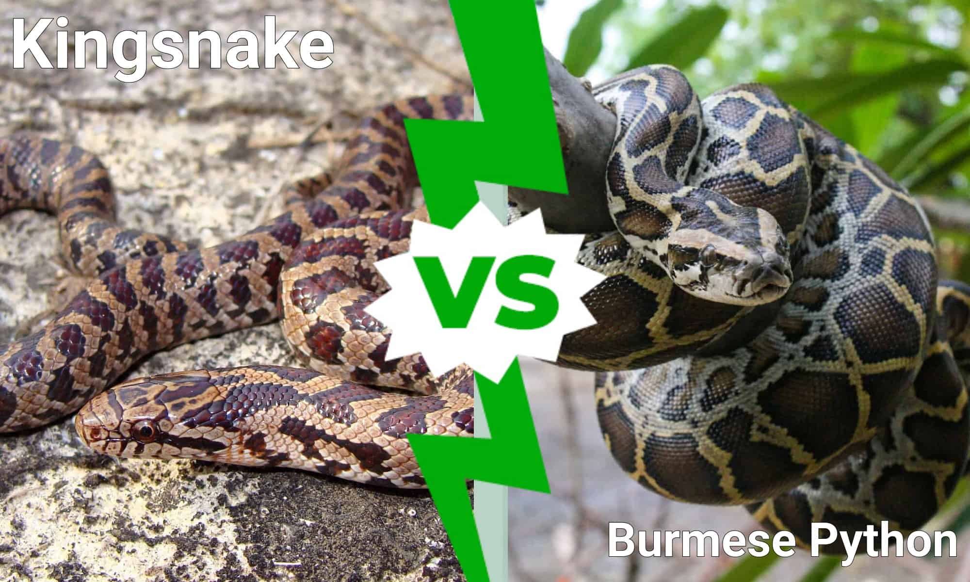 A The 7 Best Snake Guard Chaps You Can Buy Today