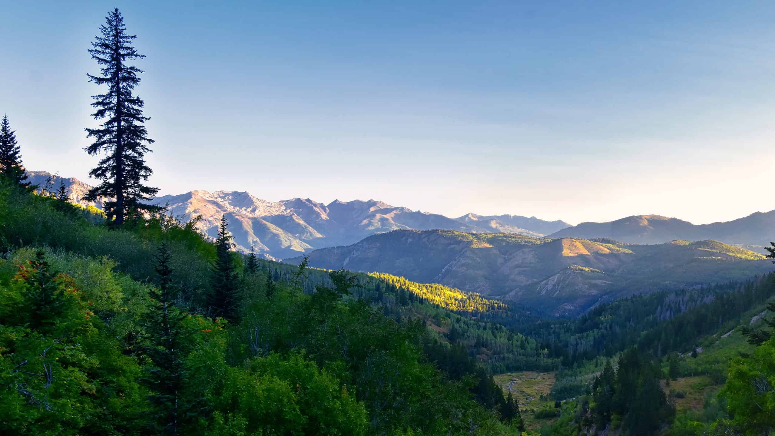 Scopri la foresta più grande dello Utah (e ciò che vive al suo interno)