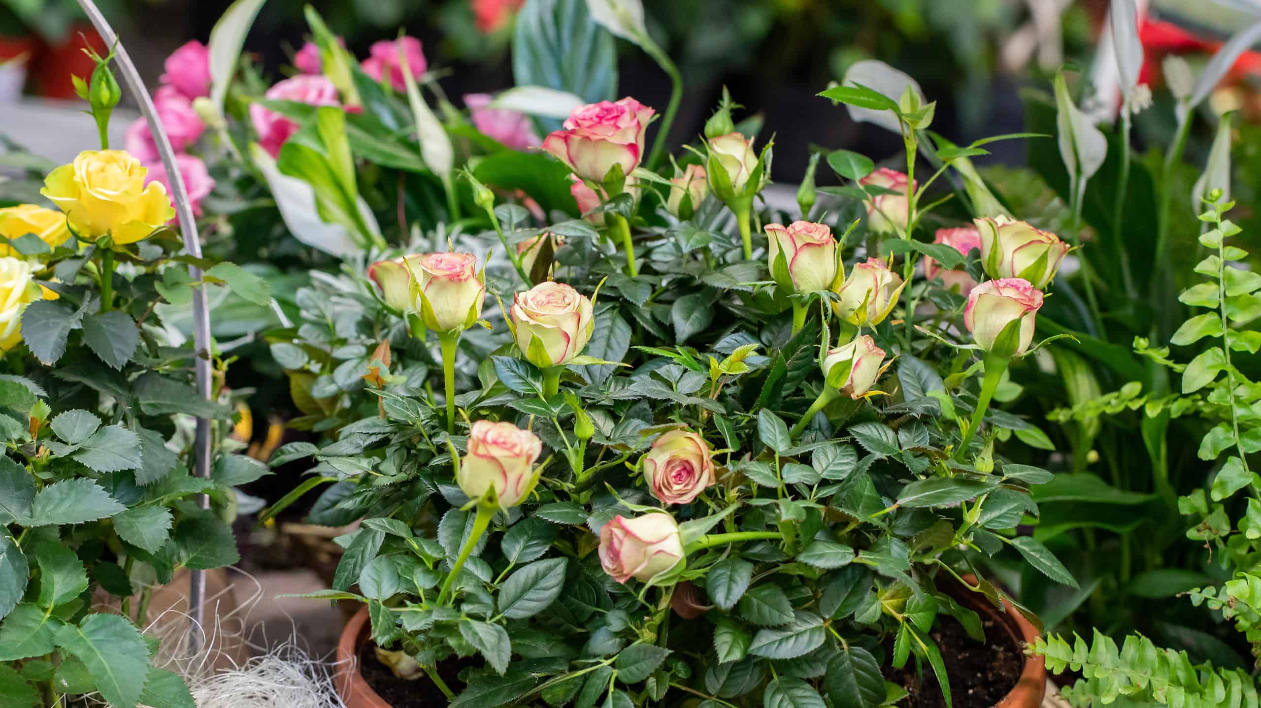 11 tipi di affascinanti rose in miniatura