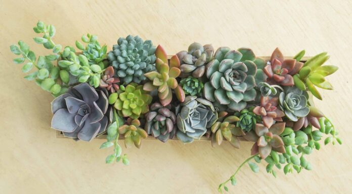 Arrangiamenti succulenti: lasciati ispirare!
