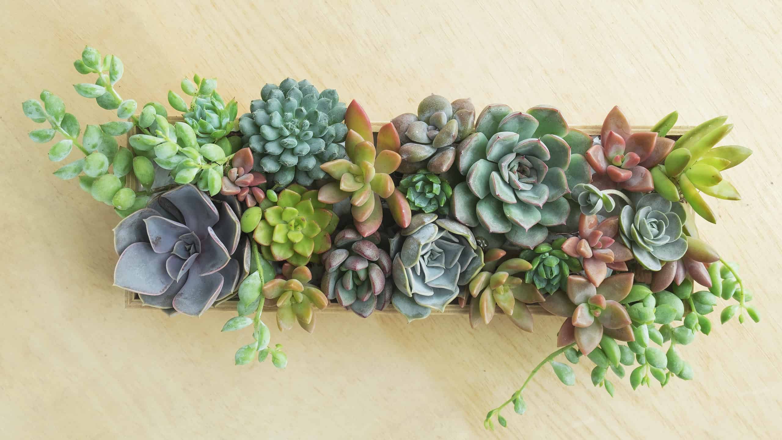 Arrangiamenti succulenti: lasciati ispirare!