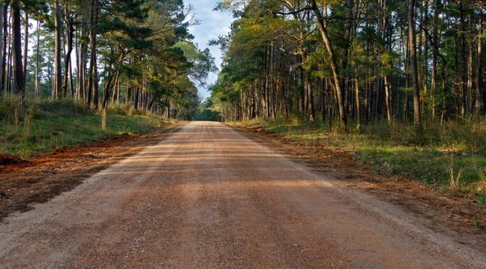 Scopri la foresta più grande del Texas (e ciò che vive al suo interno)
