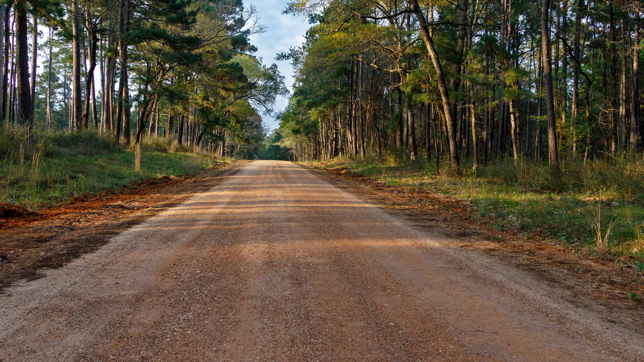 Scopri la foresta più grande del Texas (e ciò che vive al suo interno)