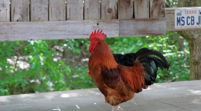 Guarda il fattorino più educato del mondo alle prese con un pollo che fa il jailbreak
