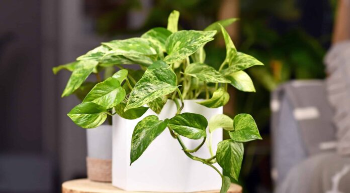 Scopri 3 varietà di Pothos
