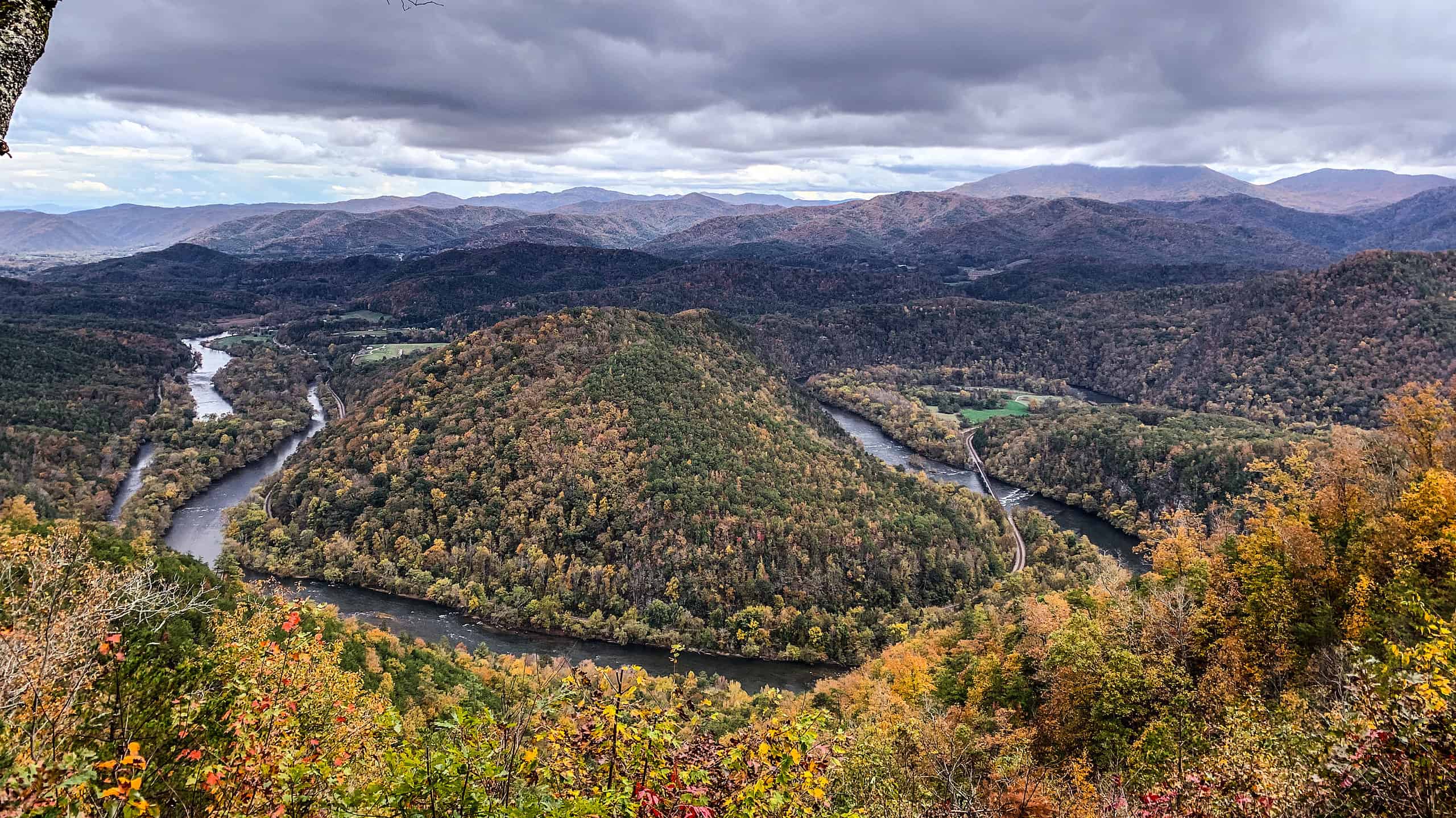 Scopri la foresta più grande del Tennessee (e ciò che vive al suo interno)