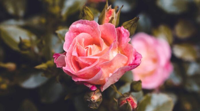 9 tipi di rose tea ibride colorate
