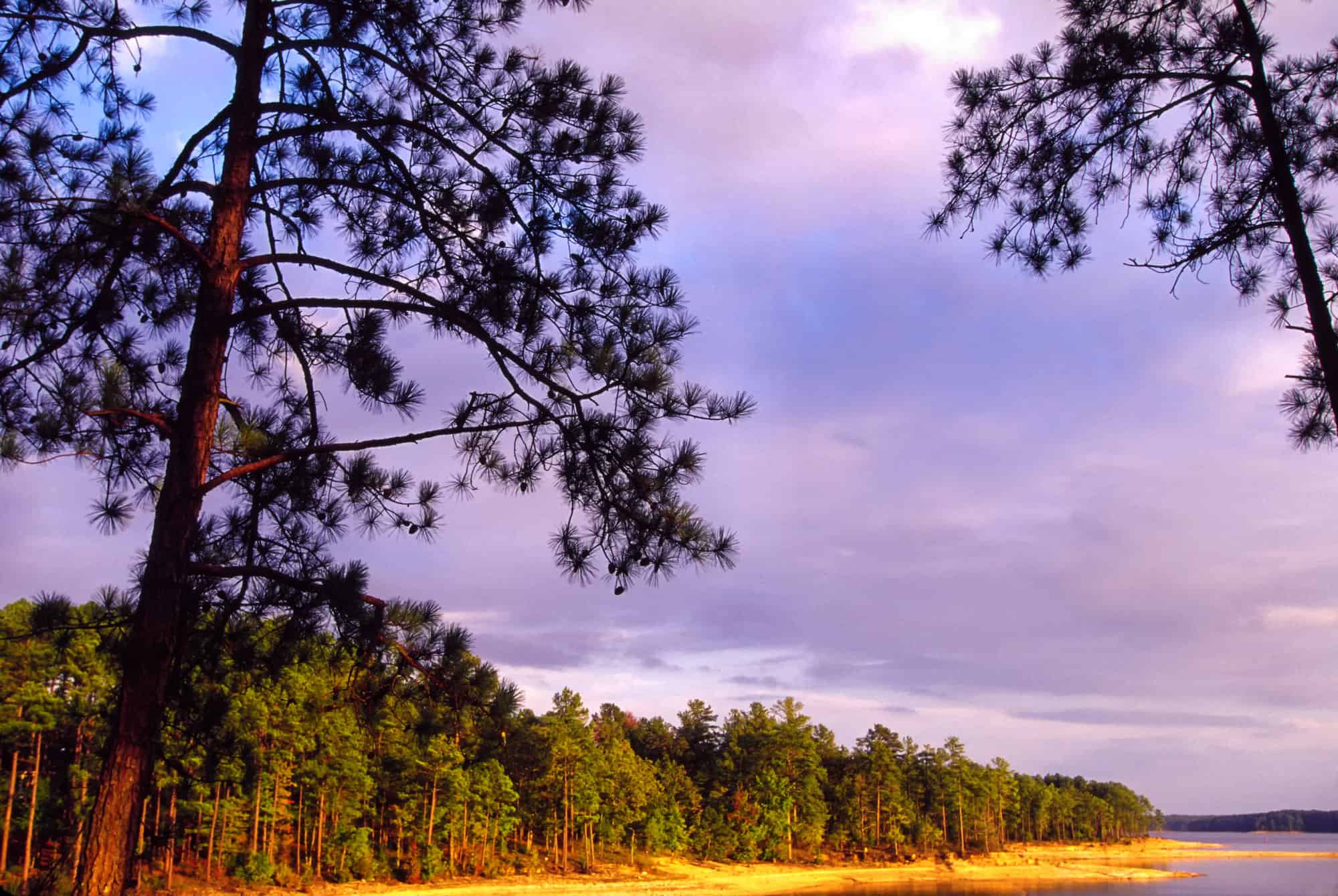 Scopri la foresta più grande della Carolina del Sud (e ciò che vive al suo interno)