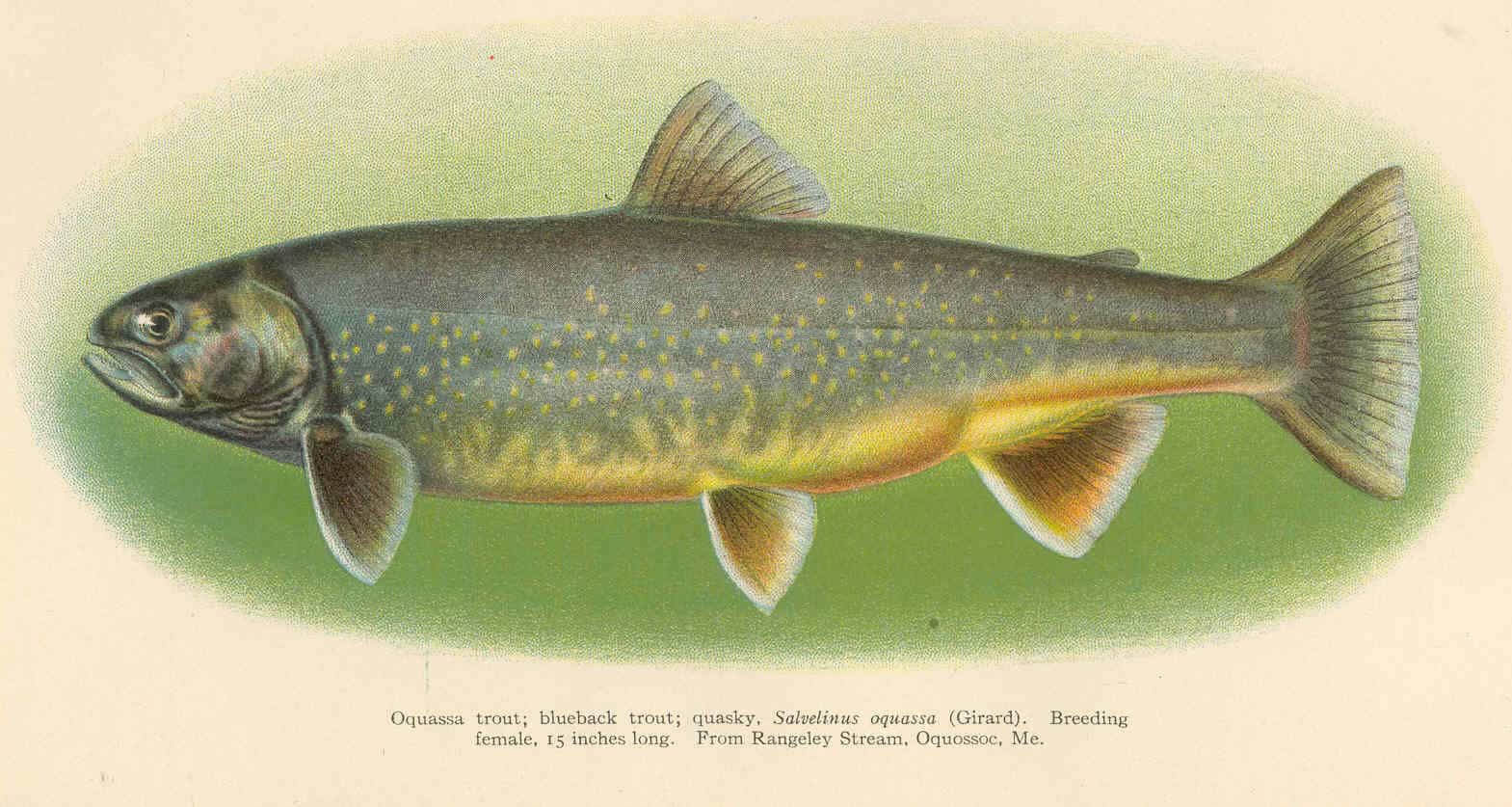 Sunapee trout blueback trout
