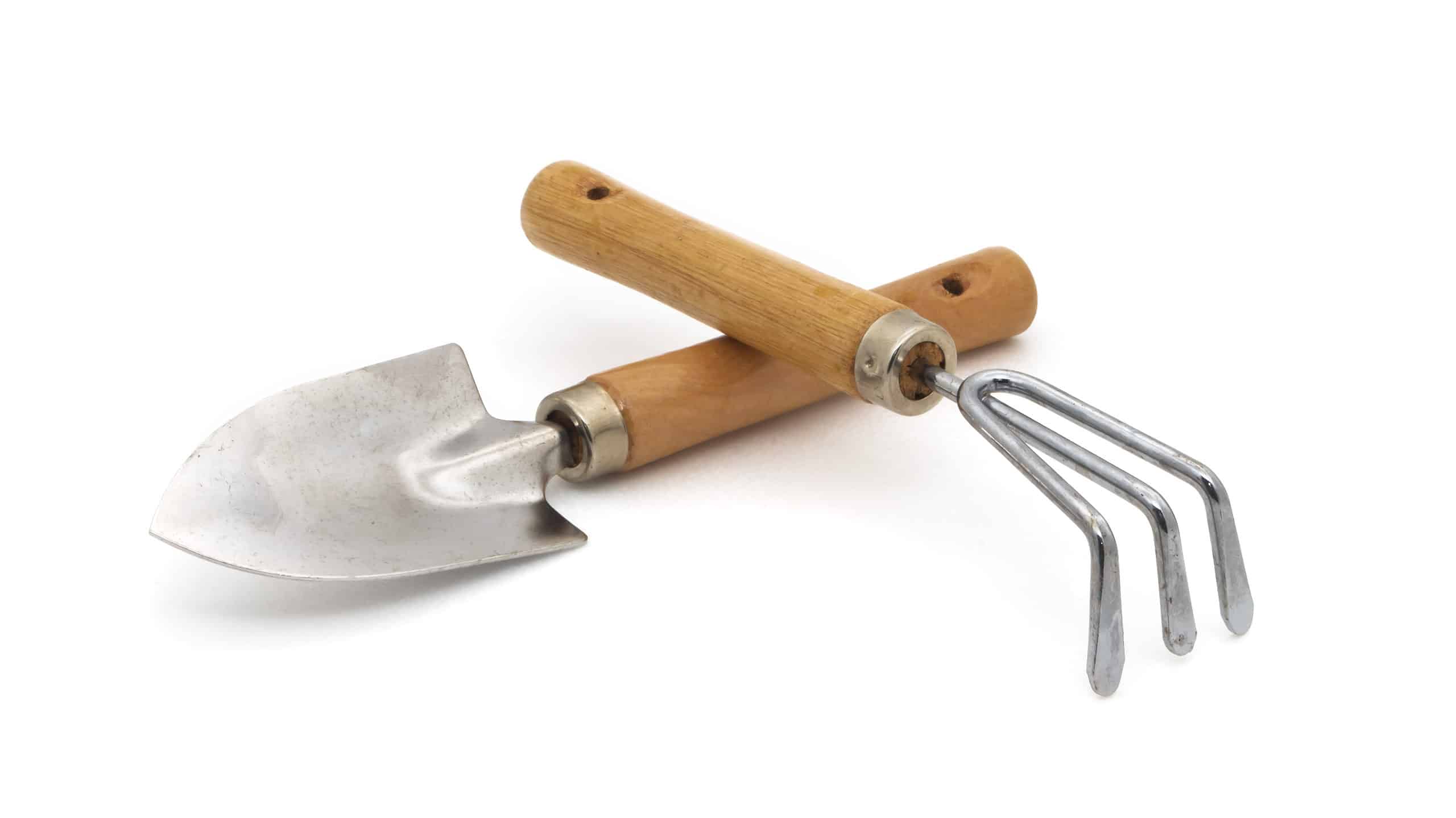 Cosa piantare a febbraio: la guida completa