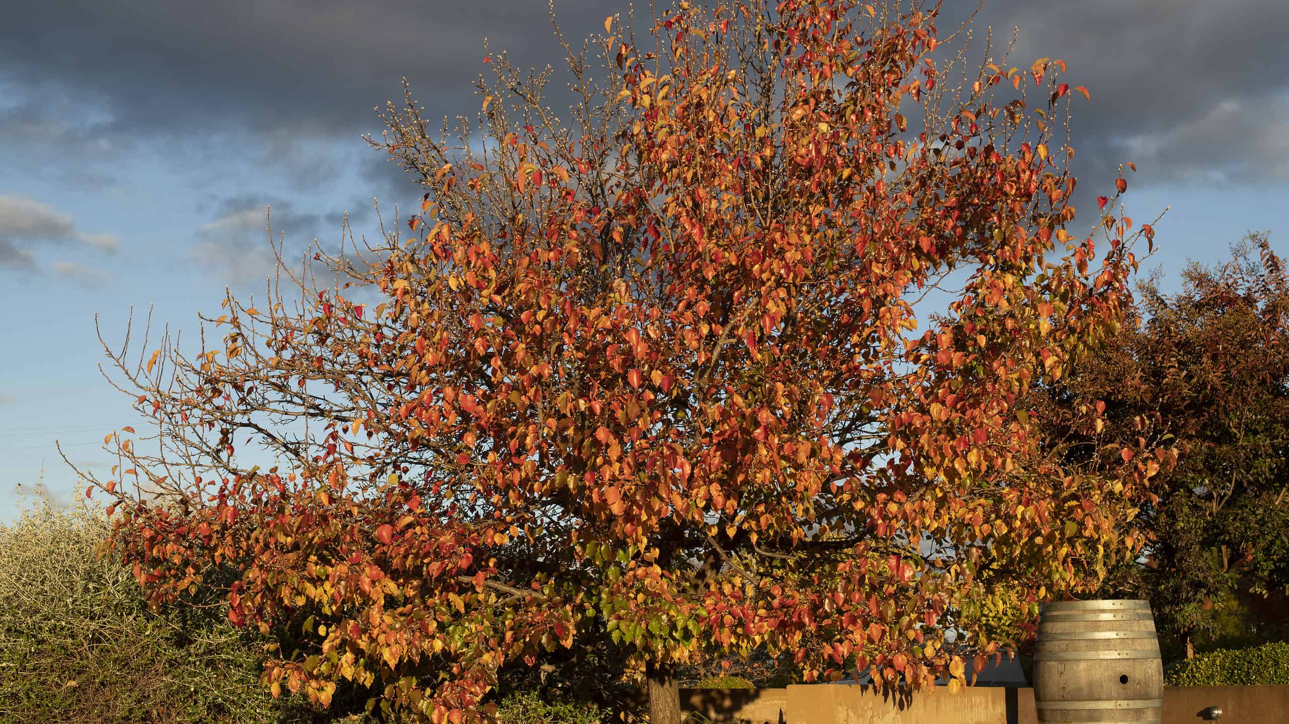 13 bellissimi alberi originari del Massachusetts