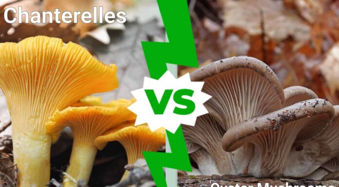 Finferli contro funghi ostrica
