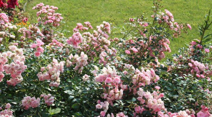 11 tipi di rose tappezzanti per l'abbellimento
