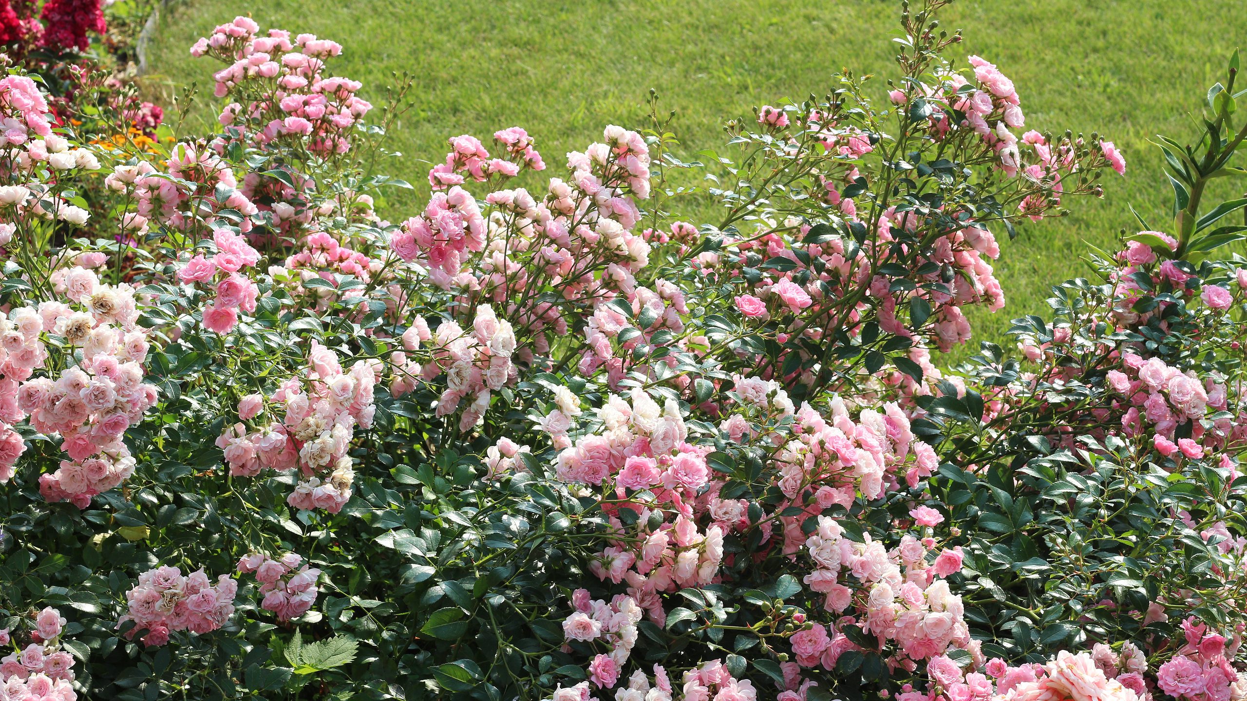 11 tipi di rose tappezzanti per l'abbellimento