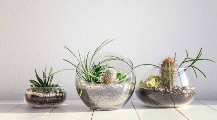 Piante grasse nei terrari: tutto ciò che dovresti sapere
