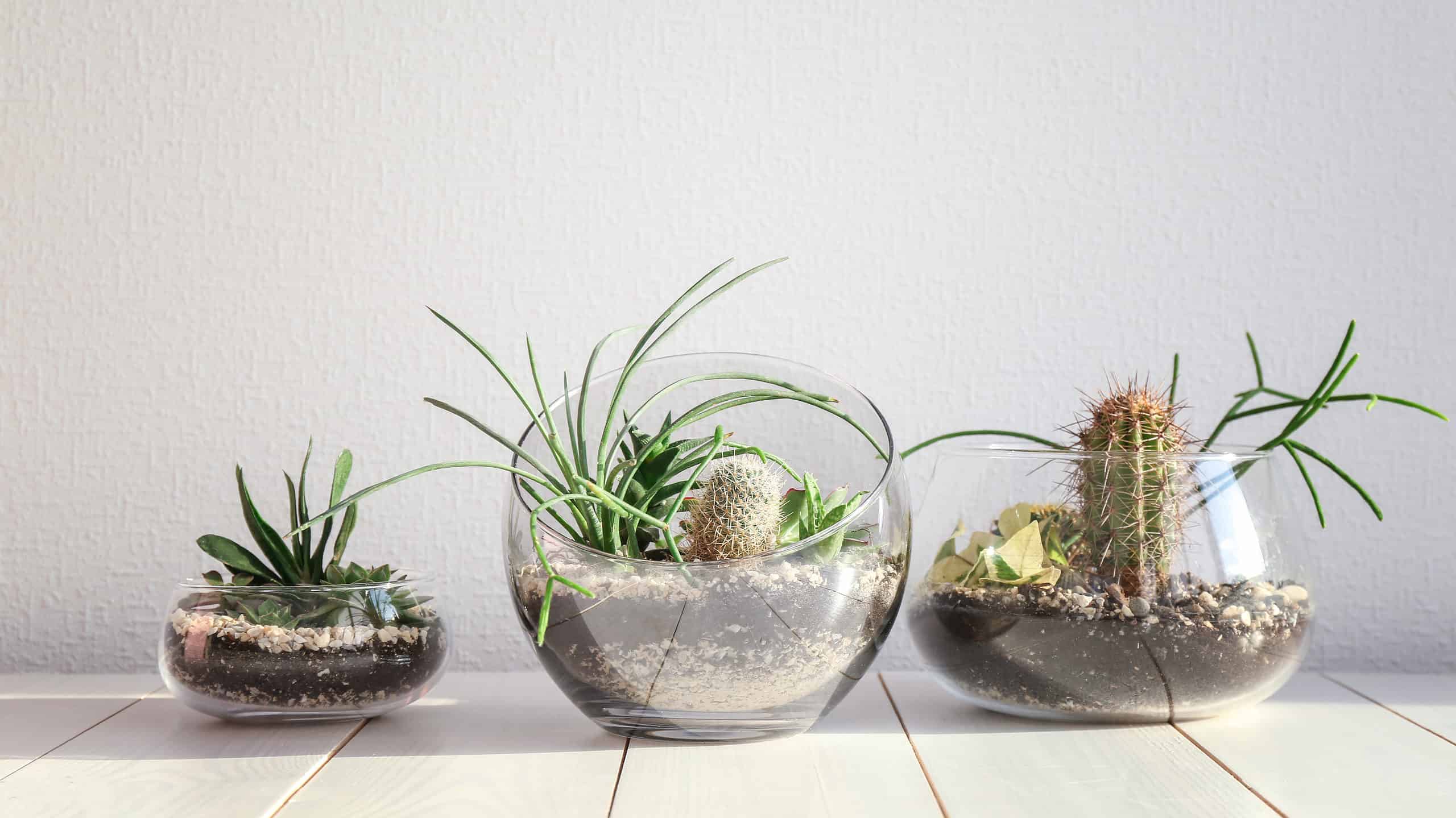 Piante grasse nei terrari: tutto ciò che dovresti sapere