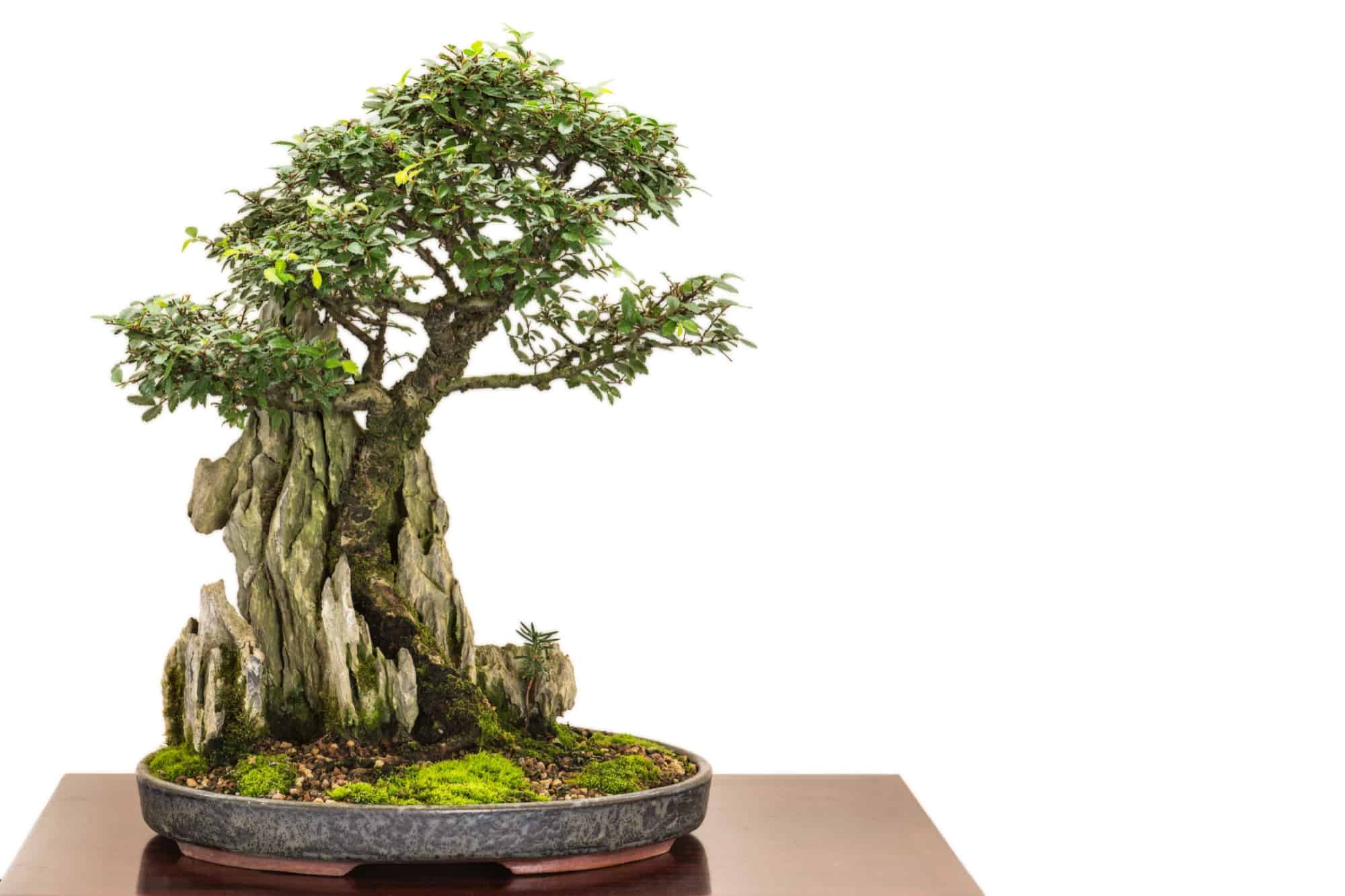 La storia e l'origine dei bonsai