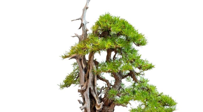 Bonsai Deadwood: tutto ciò che devi sapere
