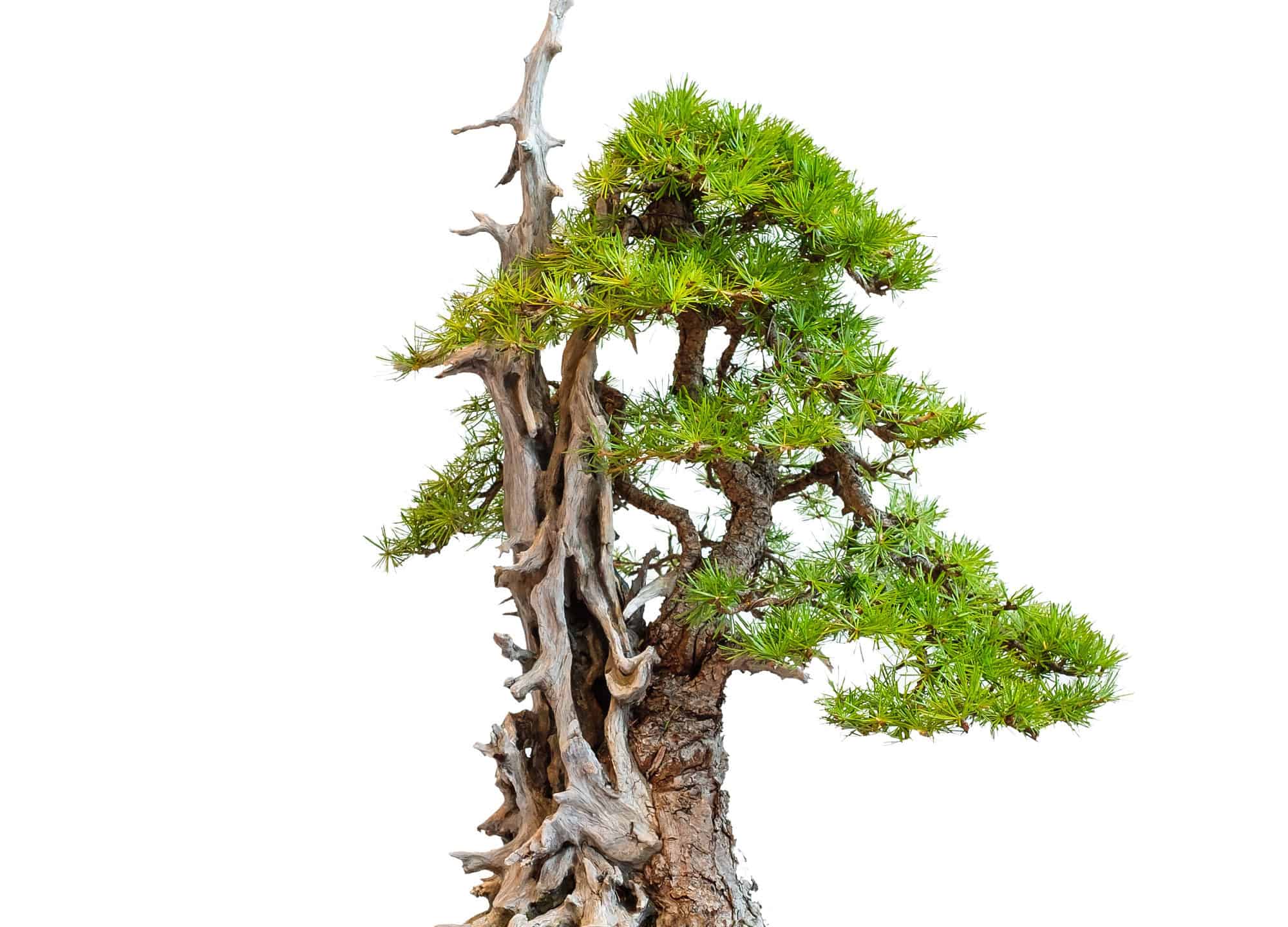 Bonsai Deadwood: tutto ciò che devi sapere