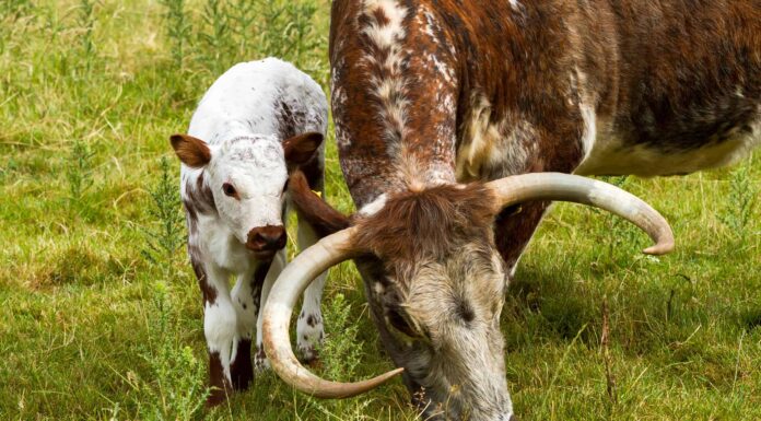 Scopri gli animali che ruminano (e cosa significano esattamente)
