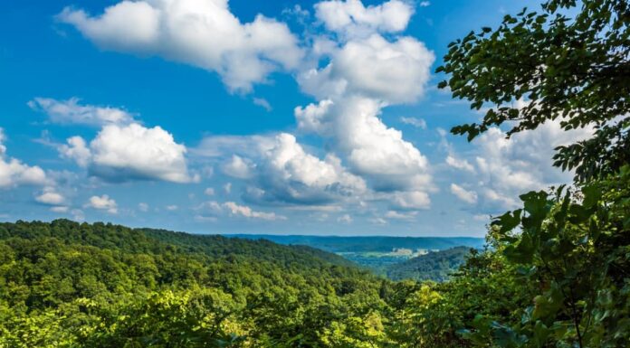 Shawnee state forest