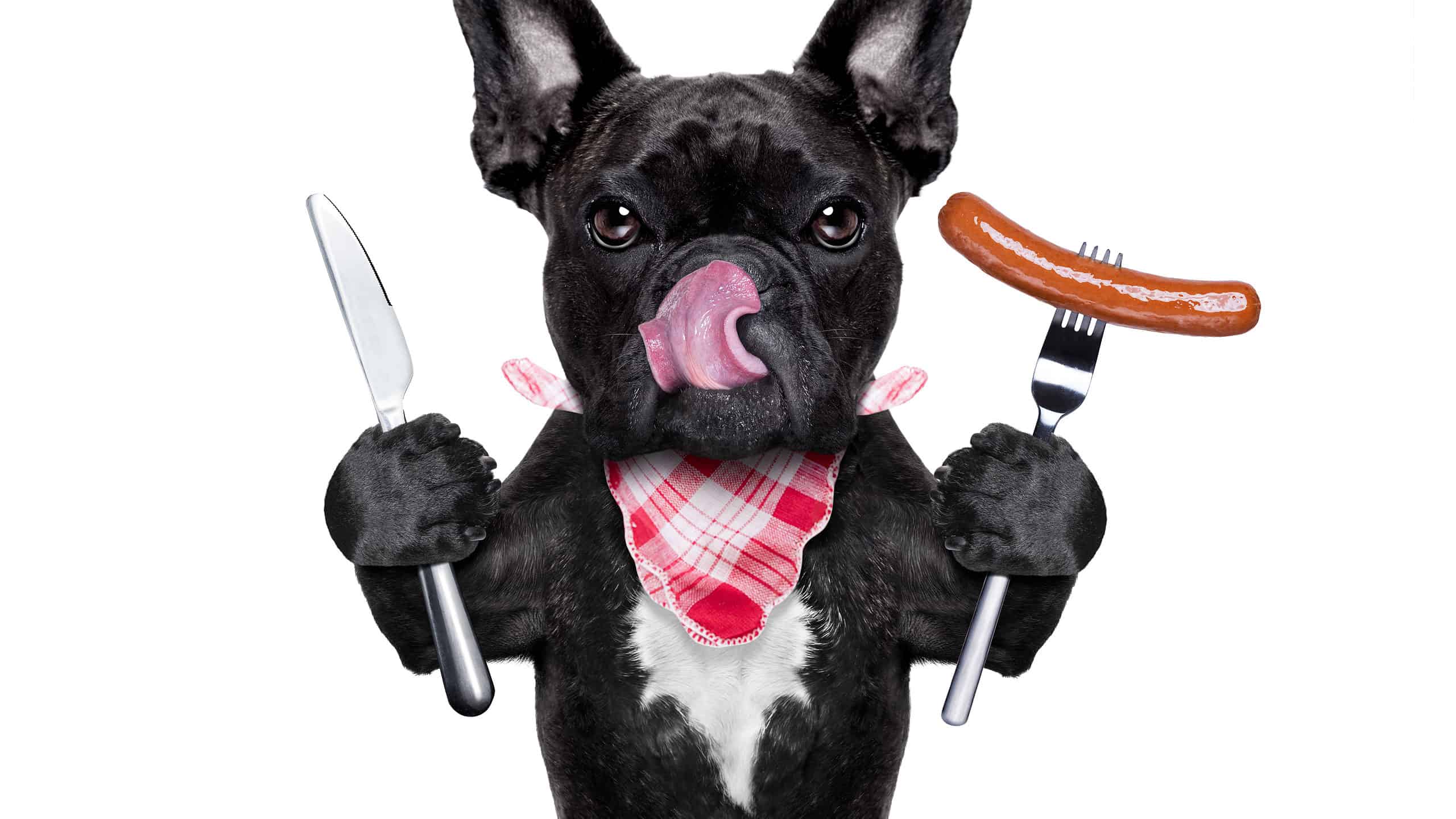 I cani possono mangiare Bologna?