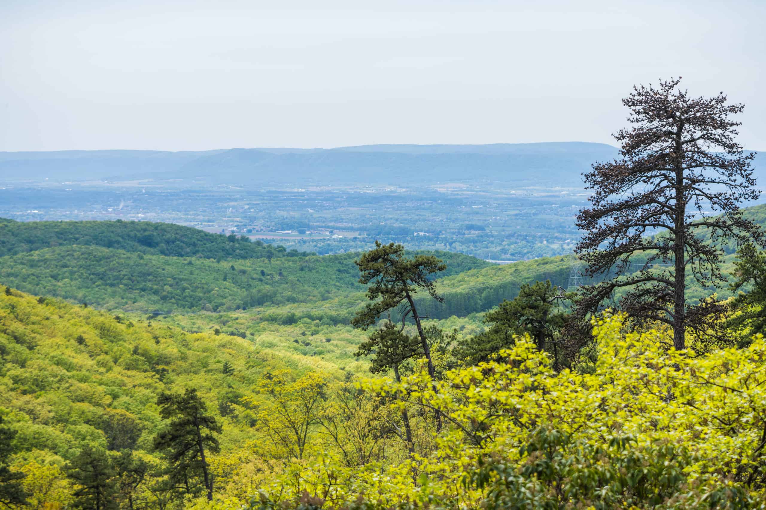 Scopri la foresta più grande della Pennsylvania (e ciò che vive al suo interno)