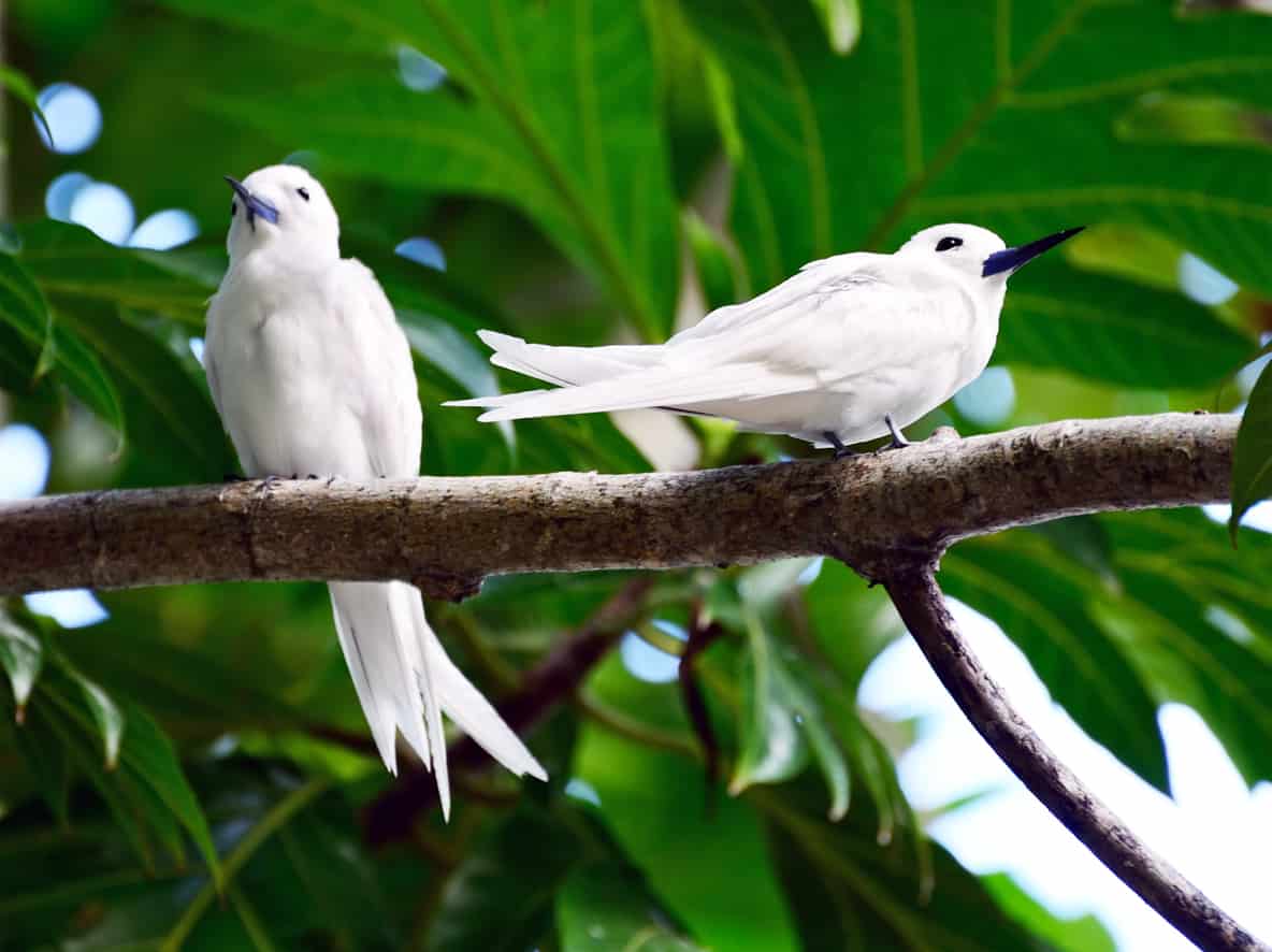 15 Tipi Di Uccelli Alle Hawaii