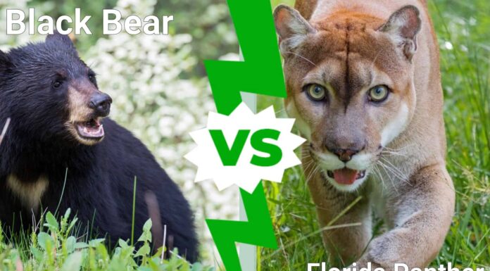 Florida Showdown: chi esce vittorioso in una battaglia tra orso nero e pantera?
