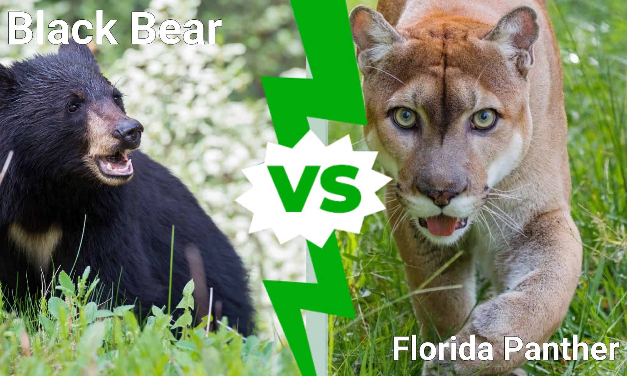 Florida Showdown: chi esce vittorioso in una battaglia tra orso nero e pantera?