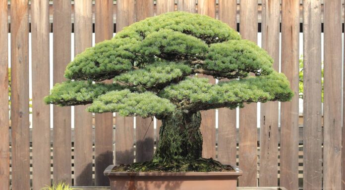 Scopri i Bonsai più costosi del mondo!
