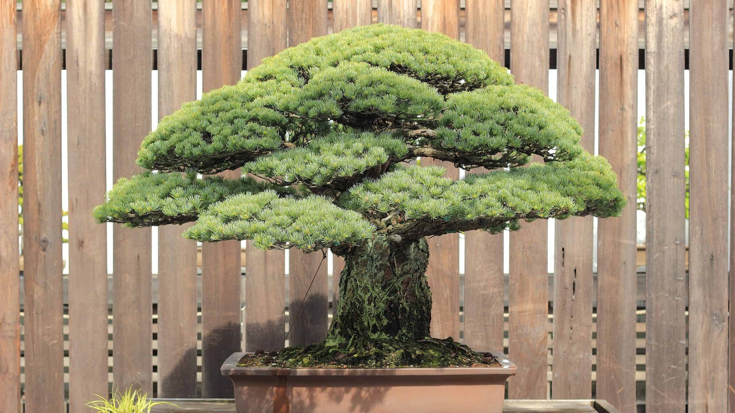 Scopri i Bonsai più costosi del mondo!