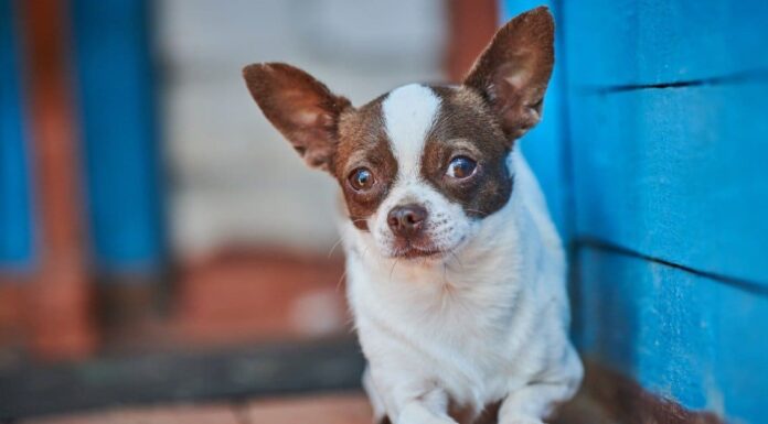 Le 15 migliori razze di cani di piccola taglia classificate
