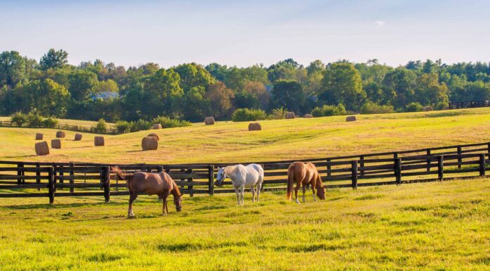 Incontra i 4 più grandi proprietari terrieri del Kentucky
