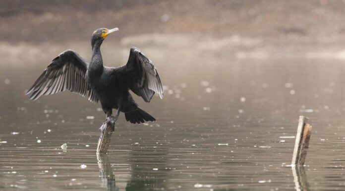 Scopri i tipi di uccelli in Texas
