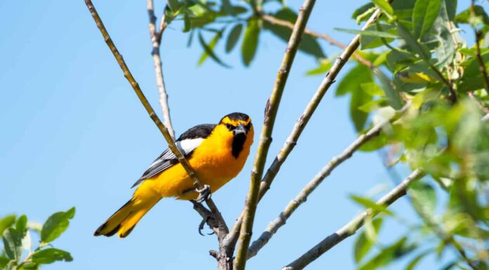 Tutti i tipi di uccelli in California
