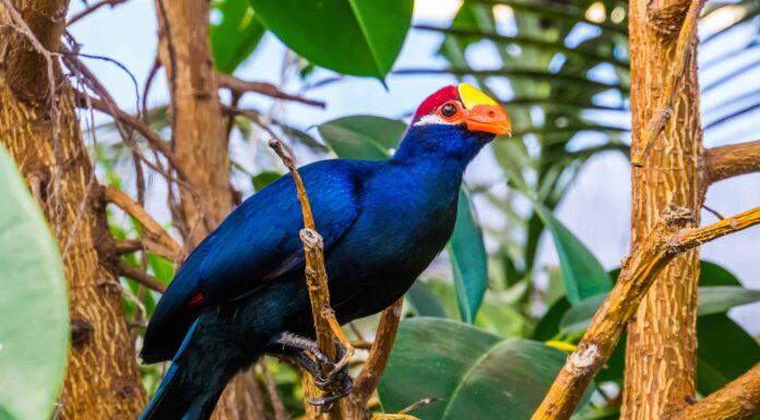 Turaco: l'uccello nazionale della Svizzera?

