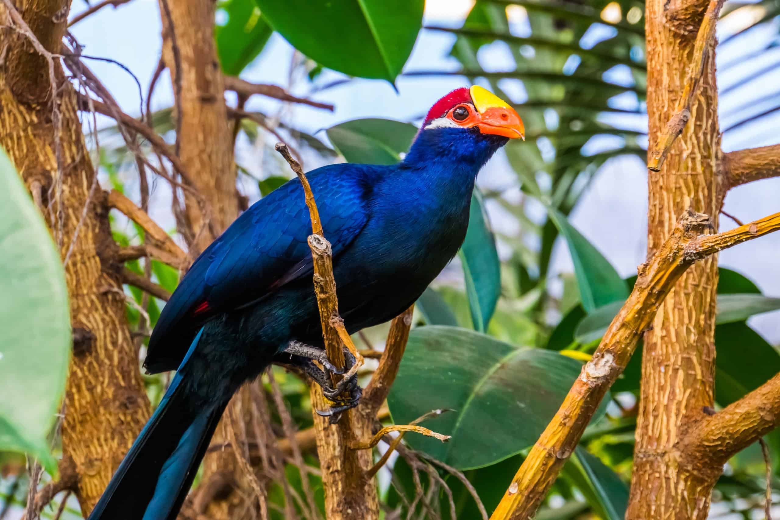 Turaco: l'uccello nazionale della Svizzera?