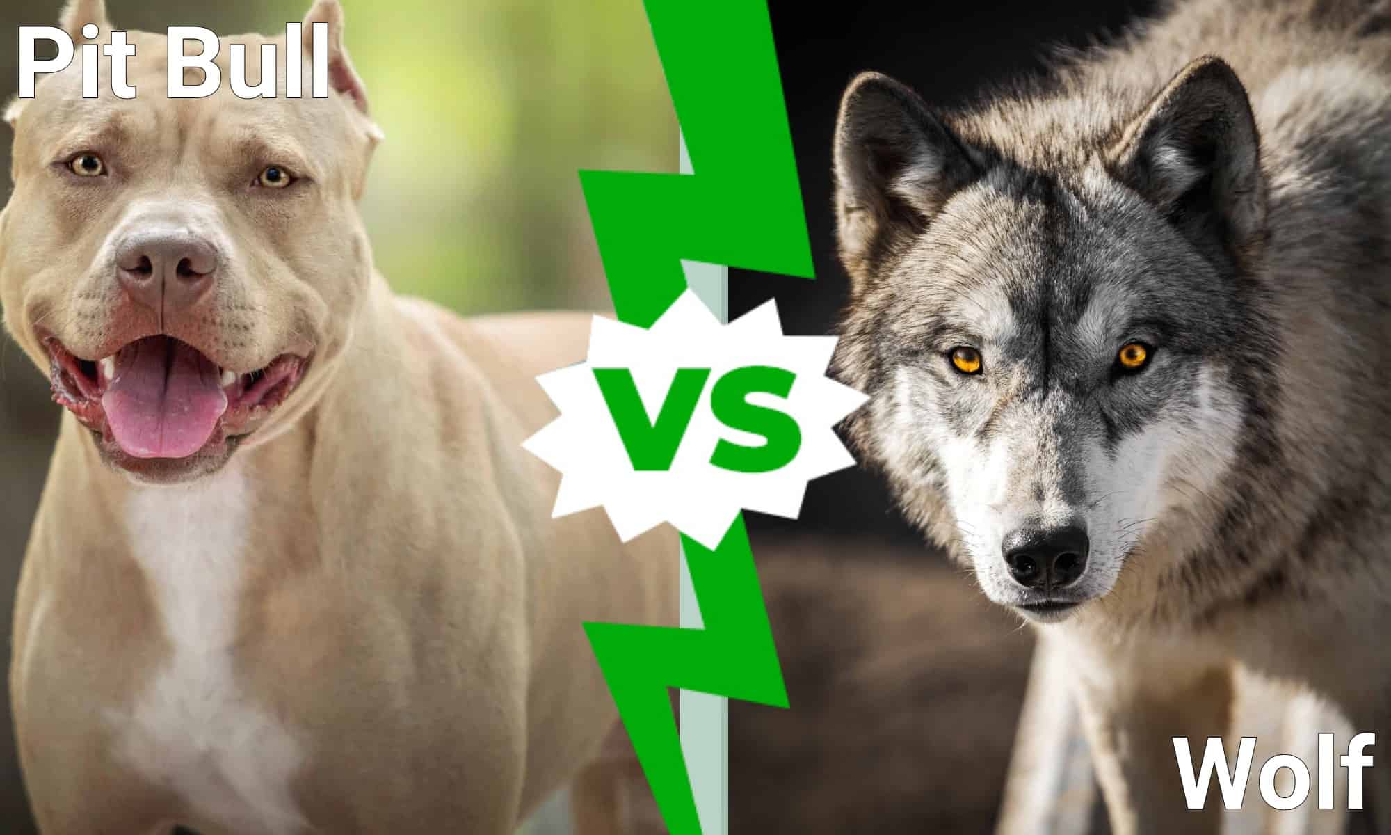 Pitbull contro lupo: quale animale vincerebbe un combattimento?