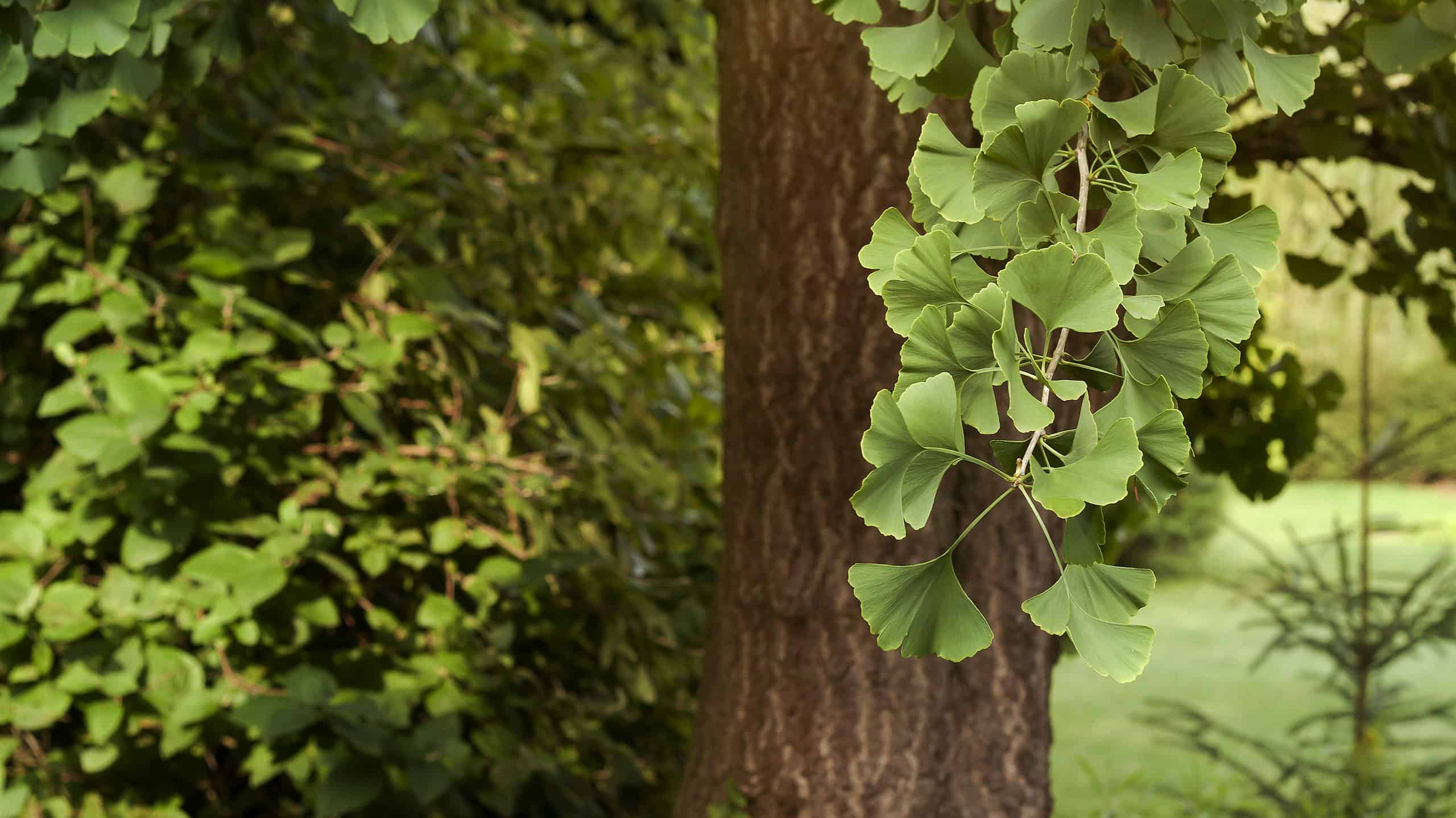 Scopri l'albero di ginkgo più antico del mondo