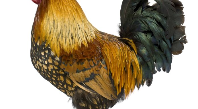 Il gallo gallico: scopri l'uccello nazionale della Francia
