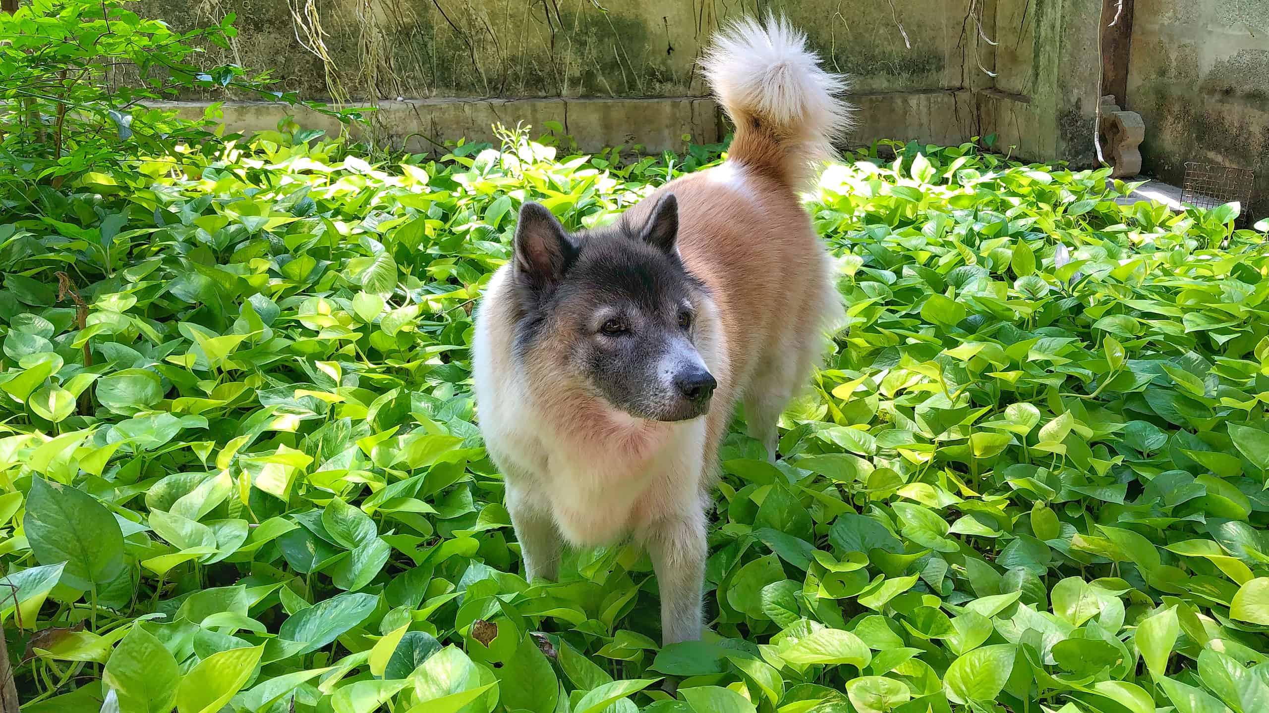 Le piante di Pothos sono tossiche per cani o gatti?