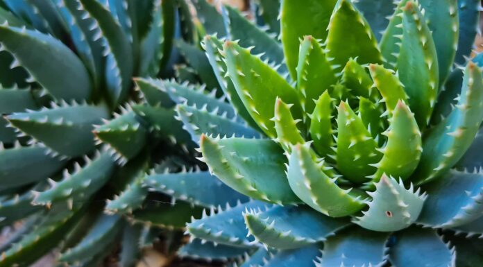 9 tipi di piante grasse appuntite 
