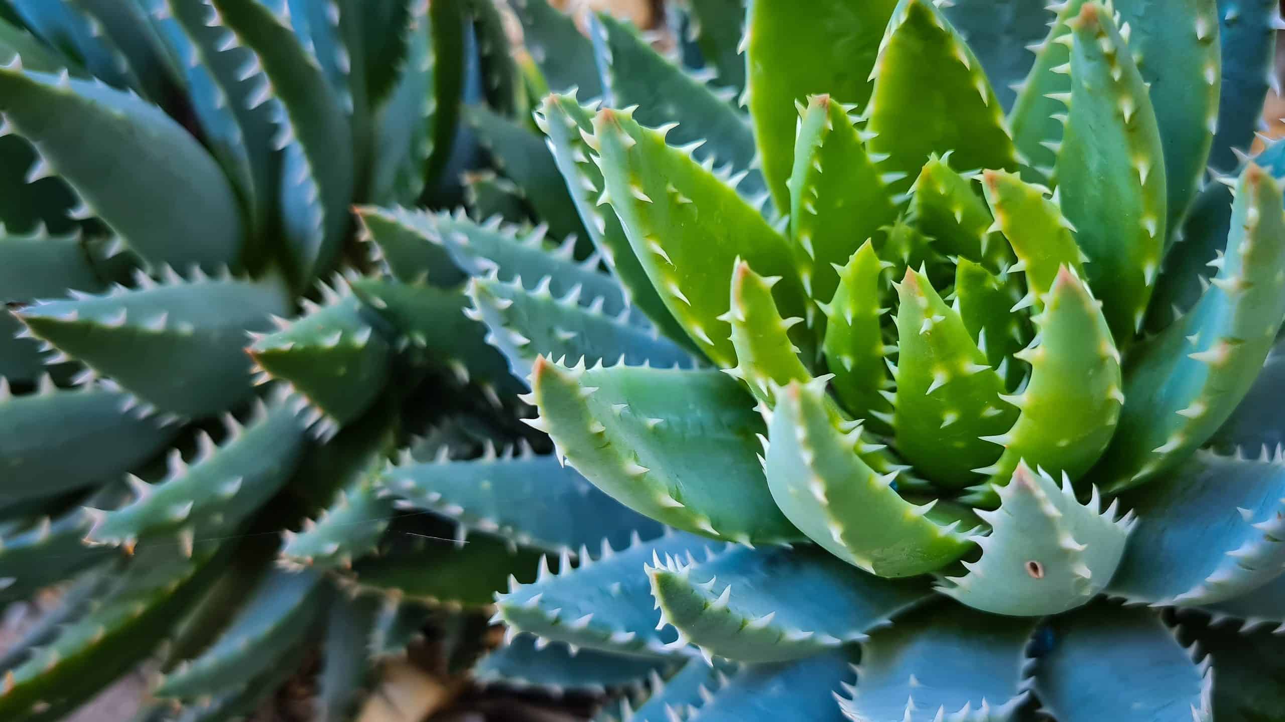 9 tipi di piante grasse appuntite