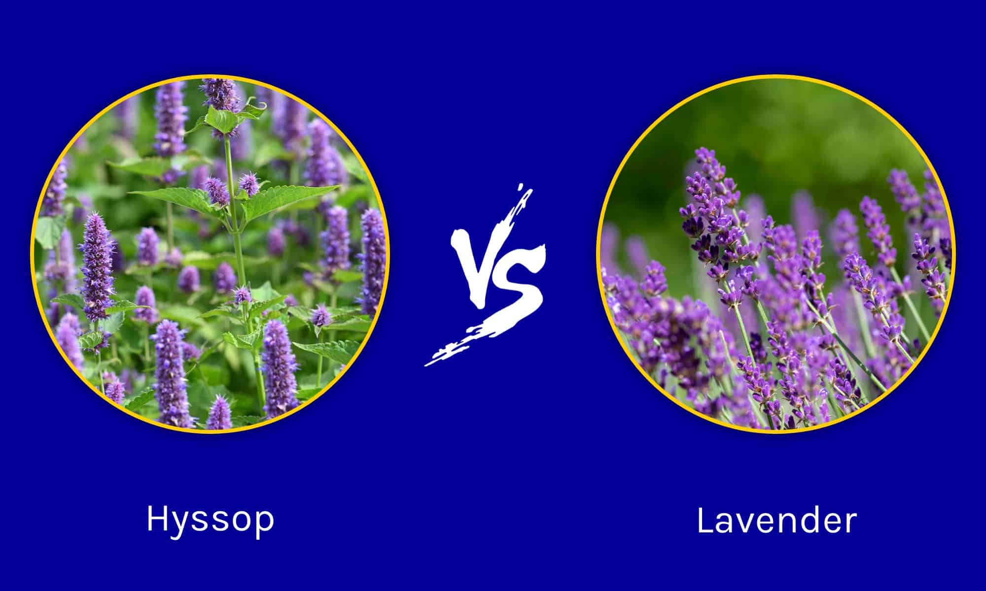 Hyssop vs. Lavender