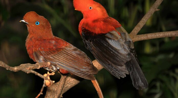 Gallo di roccia andino: uccello nazionale del Perù

