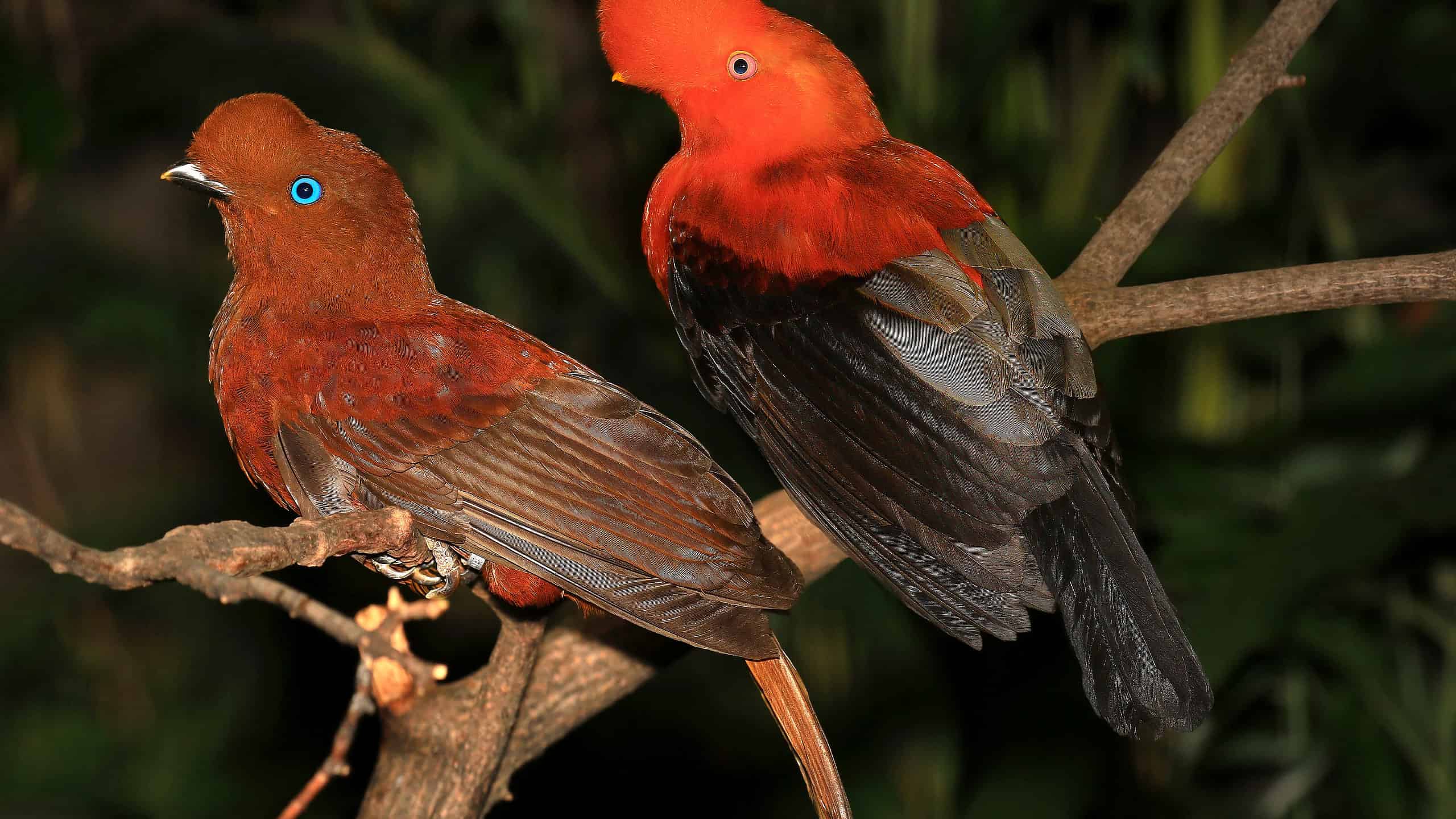 Gallo di roccia andino: uccello nazionale del Perù
