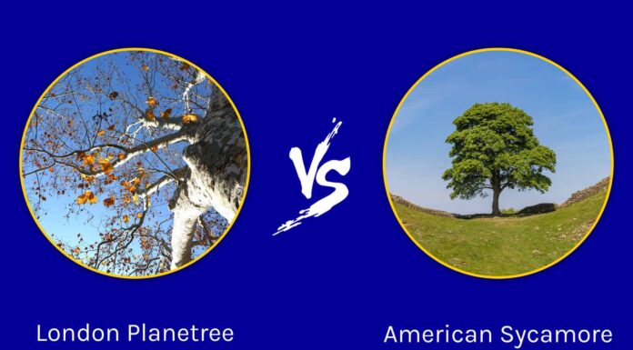 London Planetree vs. Sycamore
