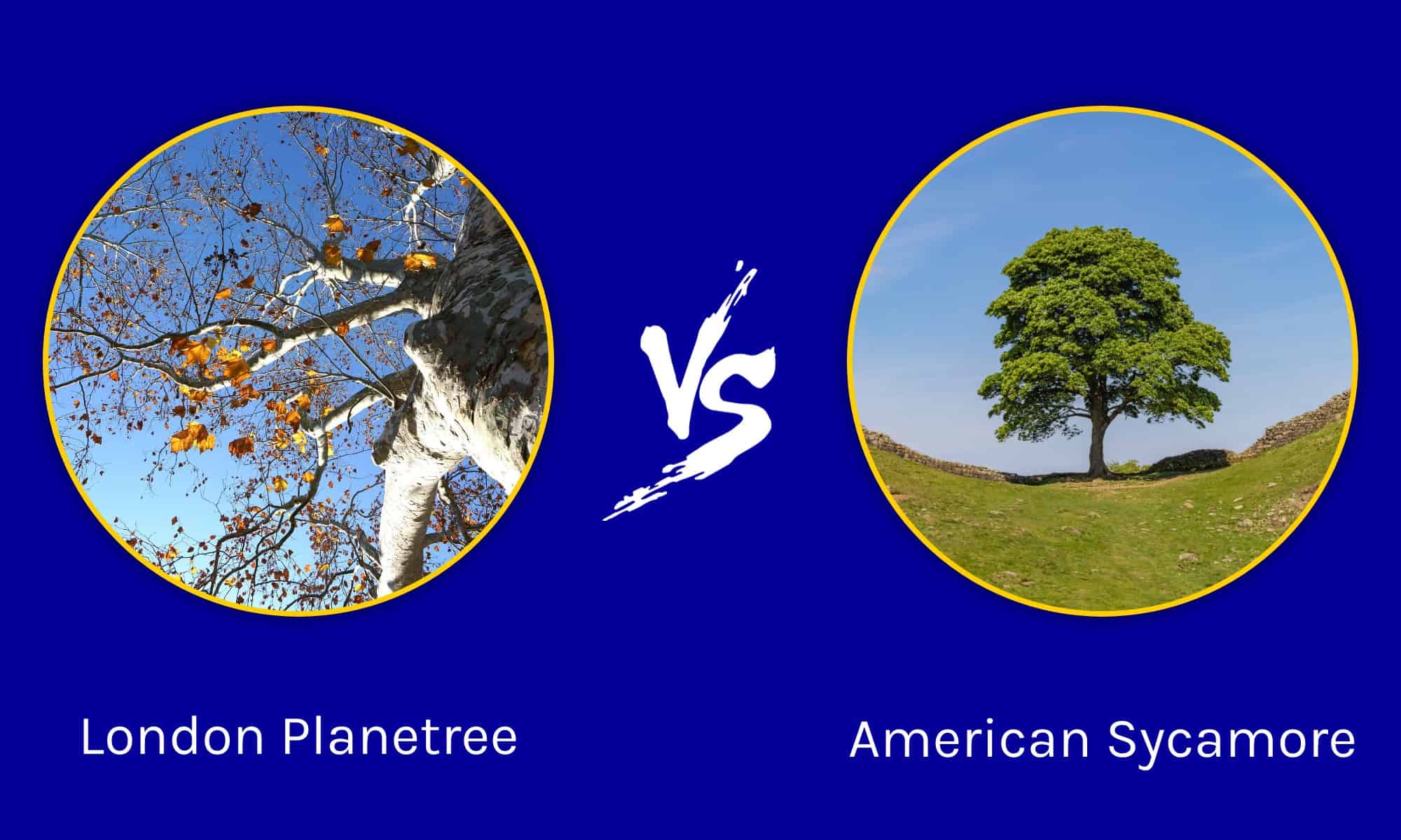 London Planetree vs. Sycamore